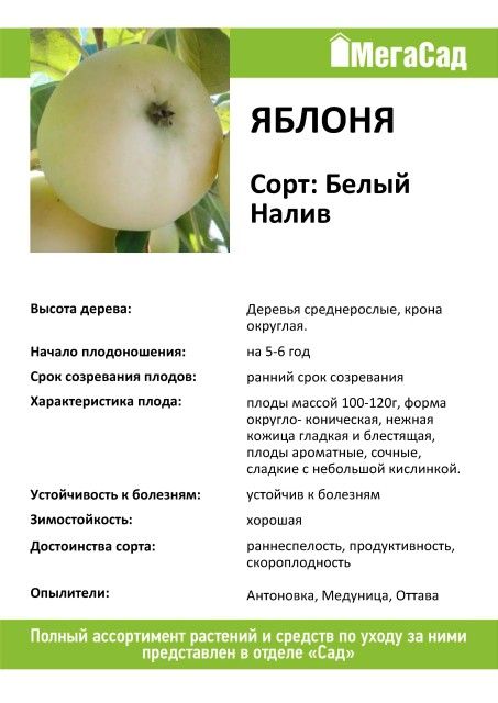 Сорт белый налив яблоня фото с описанием