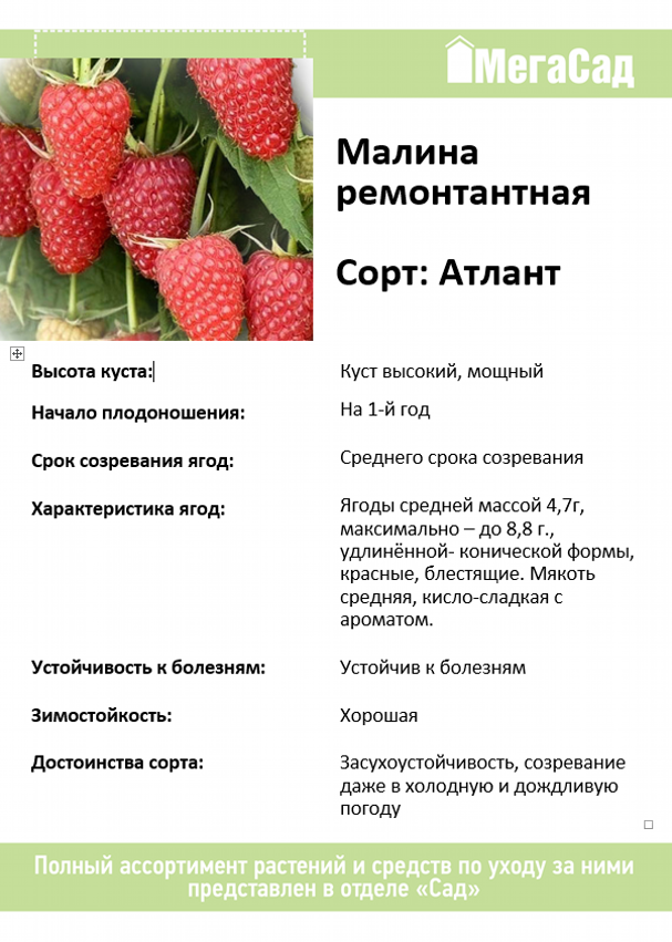 Сорта малины для ленинградской области с фото и описанием